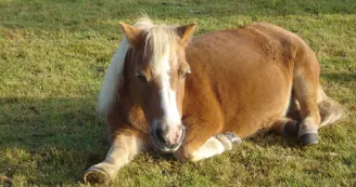 Centre équestre poney club du renouveau Centre équestre poney club du renouveau