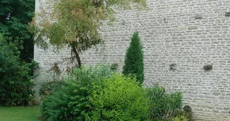 Sémillon